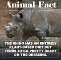 25 Funny Animal Facts That Might Make You Pee a Little