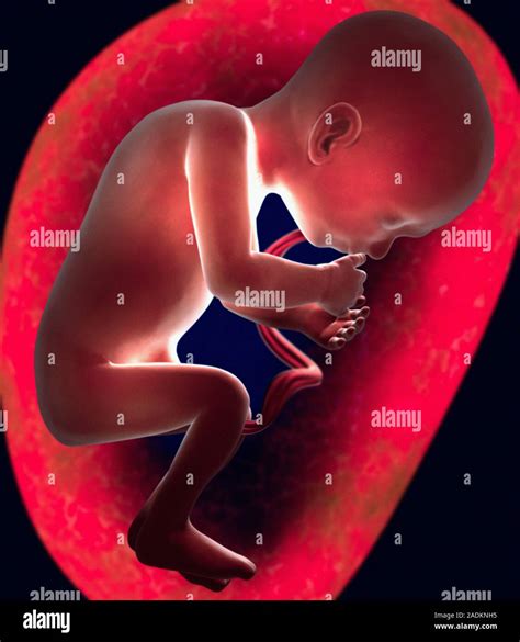 Foetus Computer Artwork Of A Human Foetus In Side View Within The
