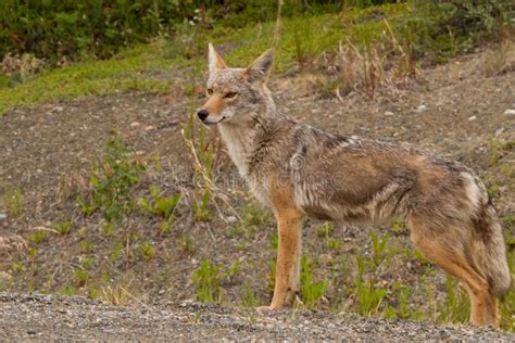 Coyote Portrait On The Alaska Highway In Northern British Columbia