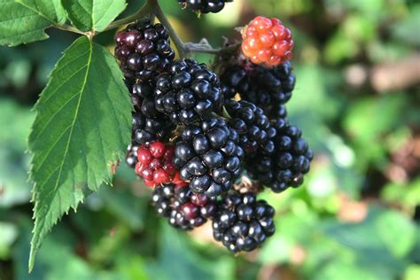 Blackberries Png