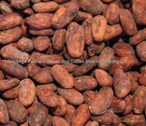 Buying coffee beans wholesale deals from amazon is easier since there are less hustle and bustle. cocoa and coffee beans for sale products,Cameroon cocoa ...