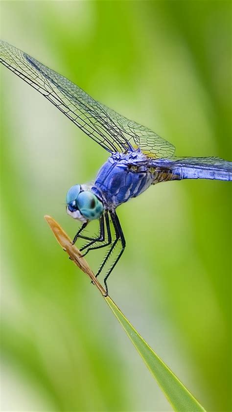 49 Free Dragonfly Wallpapers And Screensavers