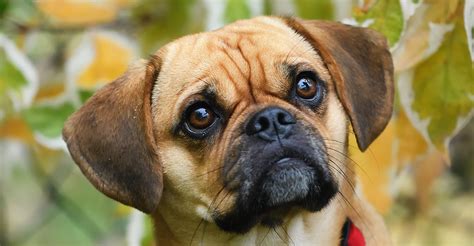 How Much Is A Puggle Dog