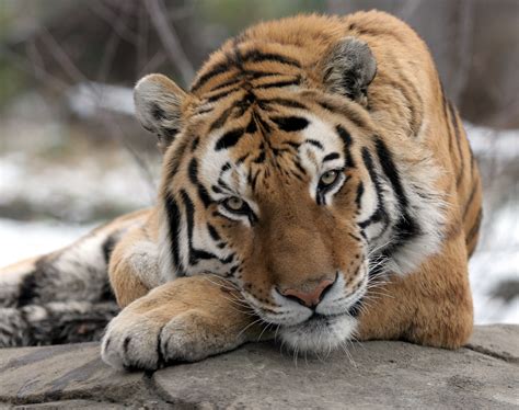 Tiger At Nycs Bronx Zoo Tests Positive For Coronavirus The Times Of