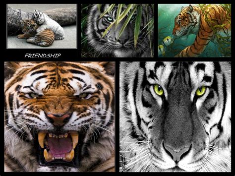 Tigers Tigers Fan Art 33985583 Fanpop