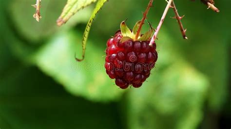 Macro Red Raspberry Plant Ripe Fruits On A Wild Red Raspberry Close