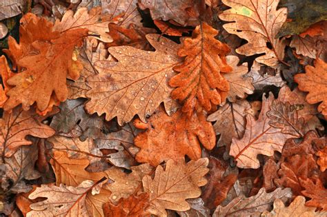 The Science Behind Fall Color