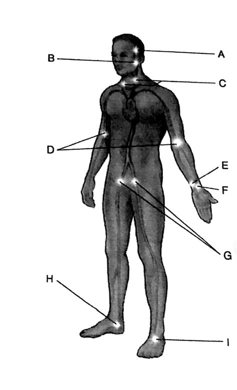 Central And Peripheral Pulses Diagram Quizlet