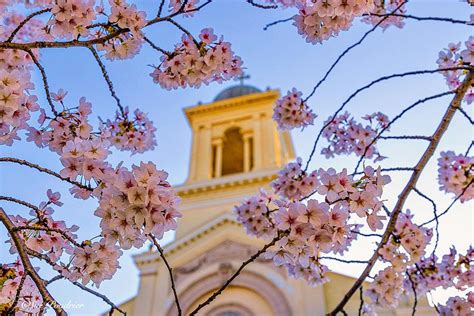 Churches And Cherry Blossoms Photograph By Sue Poudrier Fine Art America
