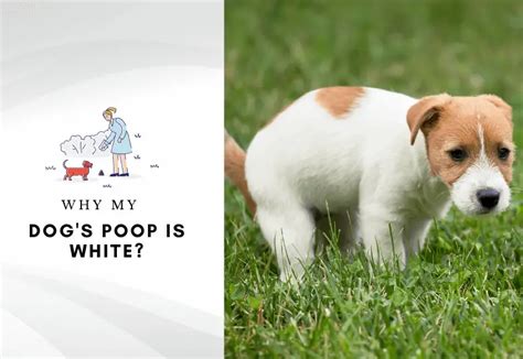 Why Is My Dogs Poop White Causes And Treatment Answered