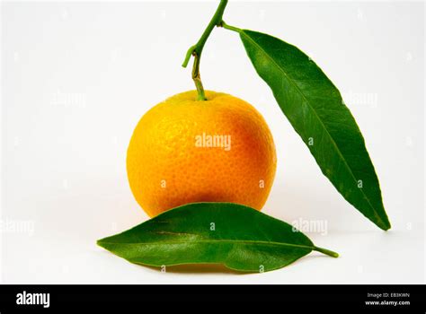 Orange Mandarin Clementine Tangerine With Green Leaf Stock Photo