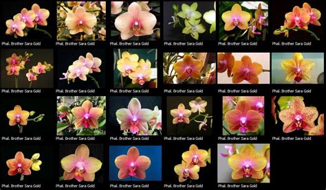 They All Look The Same Orchid Board Most Complete Orchid Forum On The Web Orchids