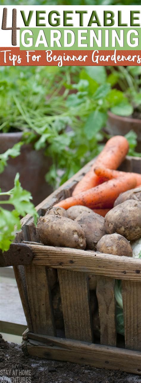 4 Vegetable Gardening Tips For Beginner Gardeners Read Before Start