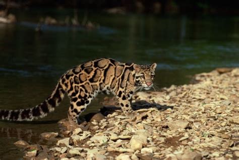 Top 10 Biggest Cats Earth Rangers Wild Wire Blog Clouded Leopard