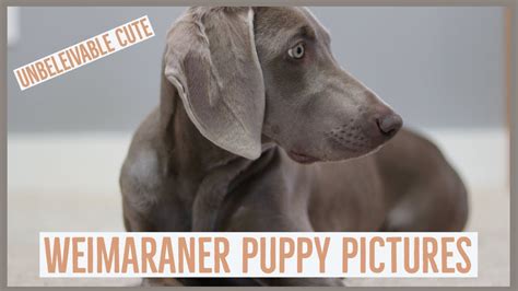 Top 2 Secrets To Weimaraner Puppy Photography Youtube