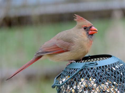 Female Cardinal Free Photo Download Freeimages