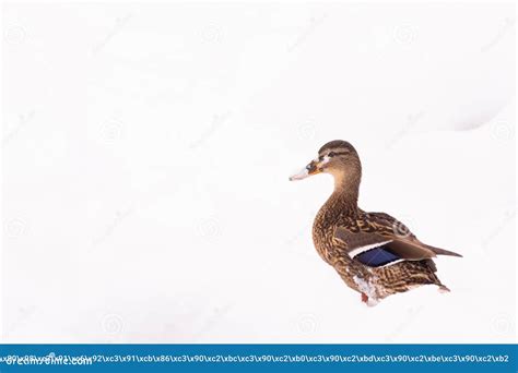 Wild Ducks Walk In The Snow Near The Pond Stock Photo Image Of