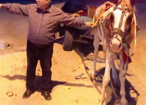 مصادرة عربات الكارو والخيول من كورنيش العريش | المصري اليوم