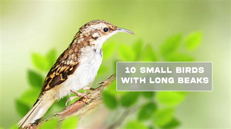 10 Small Brown Birds With Long Beaks In 2023 With Pictures
