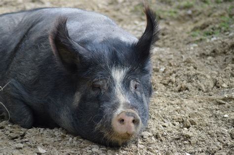 무료 이미지 야생 생물 동물 상 암퇘지 주둥이 척골가 있는 야생 멧돼지 국내 돼지 포유 동물과 같은 돼지 페