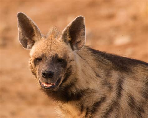 Other articles where striped hyena is discussed: Striped Hyena Portrait: Striped Hyena is a scavenger ...