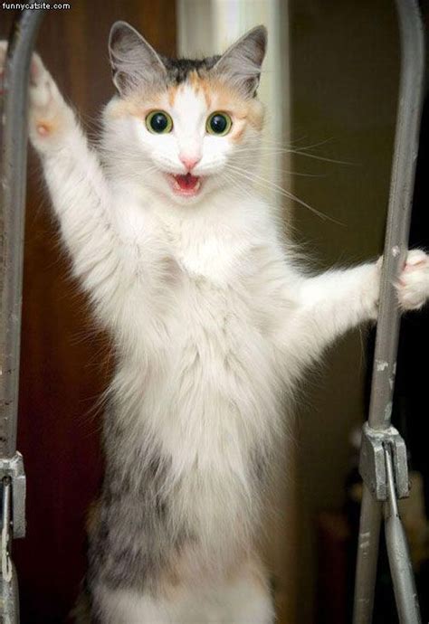 Super Excited Cat Daily Funny Cat Pictures From