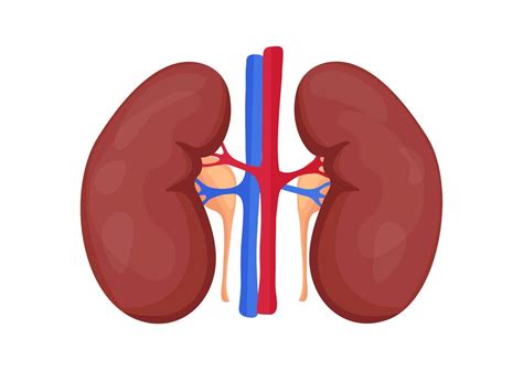 Human Kidney And Its Arteries Isolated On White Background Vector