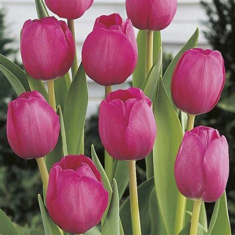 Tulipe Triomphe Attila Bulbe Aux Fleurs Violettes Virant Au Pourpre