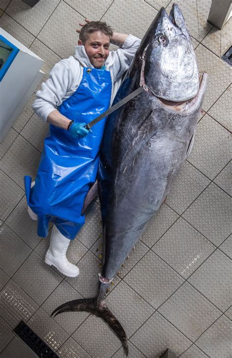Worth A For Tuna Rare 7ft Bluefin Tuna Was So Big A Fishmonger Had To