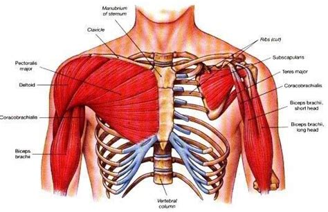 Like With Most Muscle Groups There Are Scores Of Chest Exercises You