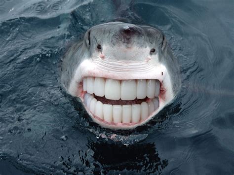 These 15 Animals With Human Teeth Are Hideous And Hilarious All At Once