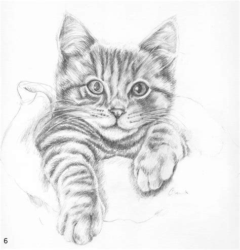 Dibujos A Lapiz Gatos
