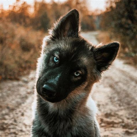 German shepherd husky mix dogs can make extraordinary pets for the right families with their lovely personalities, give them love, care and consistent work and you. 25 Adorable Gerberian Shepskies You've Never Heard Of ...