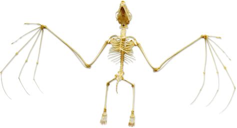 Bat Skeleton Bat Anatomy Dk Find Out