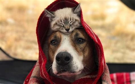 Find the perfect puppy and kitten stock photos and editorial news pictures from getty images. This Dog and Cat Are Best Friends and They're Traveling the World Together | Travel + Leisure