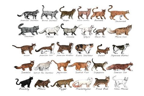 Cat Breed Print Cat Breed Poster Poster Of Cat Breed Cat Etsy