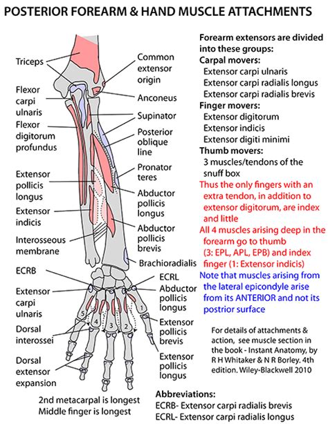 Instant Anatomy Upper Limb Areasorgans Forearm Posterior