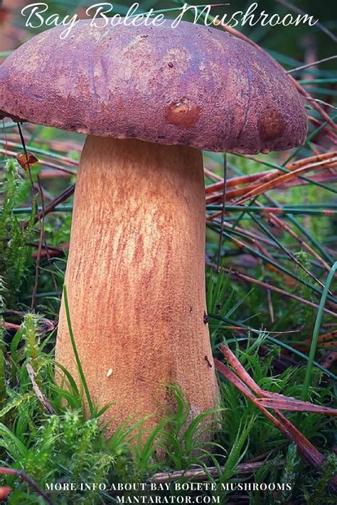 Imleria Badia Bay Bolete Mushroom Loves Daphne Trees Mushroom