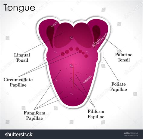 Tongue Anatomy Labeled