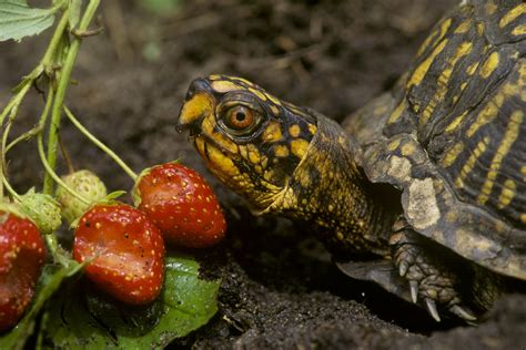 What Your Box Turtle Can And Cant Eat