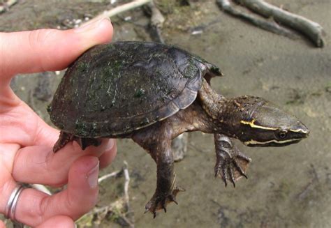 Turtles ~ New Jersey Kayaking