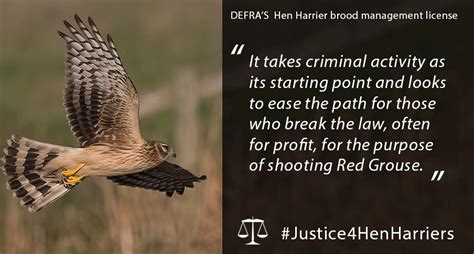 Rare Bird Alert On Twitter Lawyers Begin Legal Action Against Government’s Hen Harrier Brood