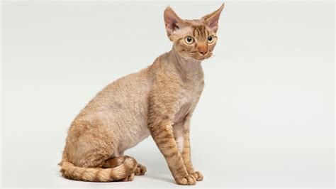 The Devon Rex Cat Cat Breed Information The Dutiful Cat