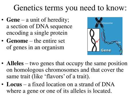 Ppt Lecture 7 Genetics Powerpoint Presentation Free Download Id