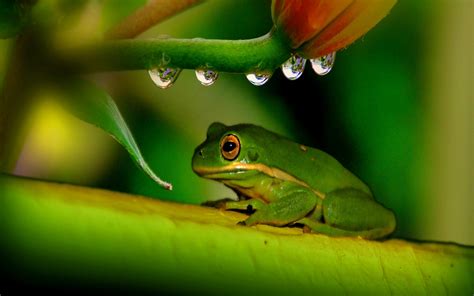 Frog wallpapers, backgrounds, images 3840x2400— best frog desktop wallpaper sort wallpapers by: Tree Frog Wallpaper (64+ images)