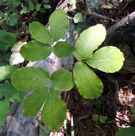 Sarsaparilla is also consumed for pleasure in drink and pickled form. Wild Sarsaparilla (Aralia nudicaulis) | MPG North
