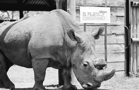 Worlds Last Male Northern White Rhino Sudan Dies Aruba Today