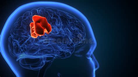 3d Illustration Of Human Brain Supramarginal Gyrus Anatomy Stock