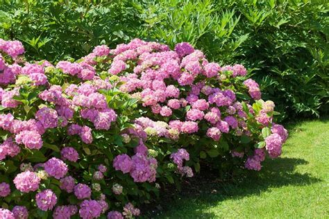 15 Fast Growing Privacy Shrubs And Bushes Garden Lovers Club Bushes