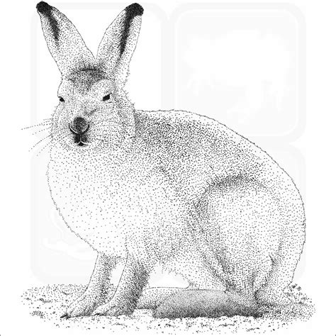 Snowshoe Hare Signed Fine Art Print
